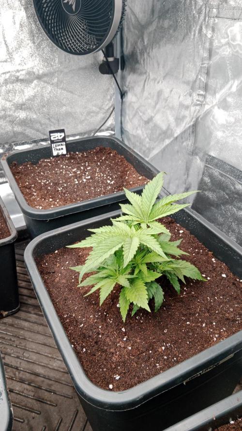 Barney's farm. Week 5