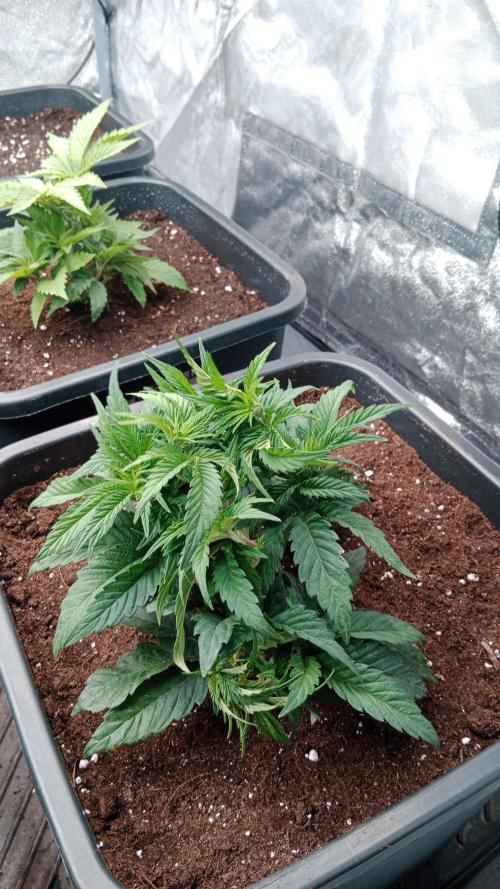Barney's farm. Week 5
