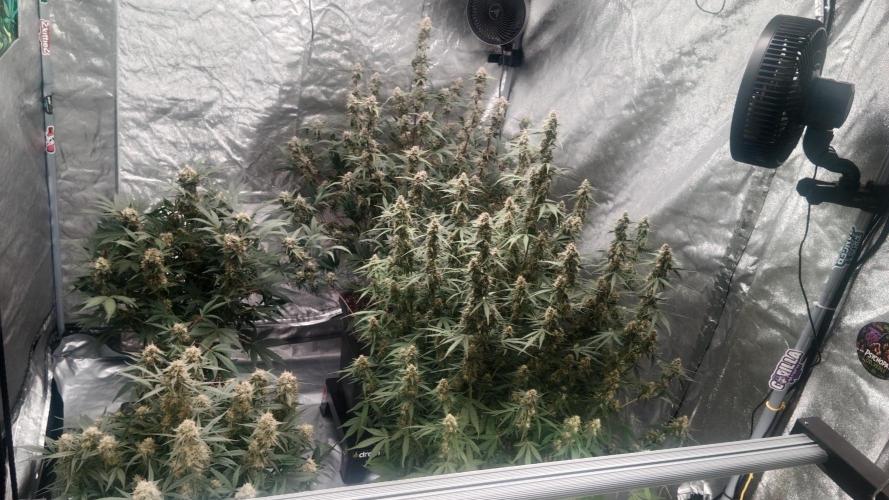 Unreleased champions mix auto fastbuds. Week 10