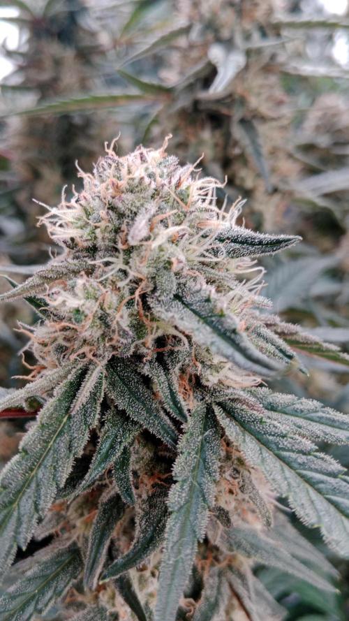 Unreleased champions mix auto fastbuds. Week 10