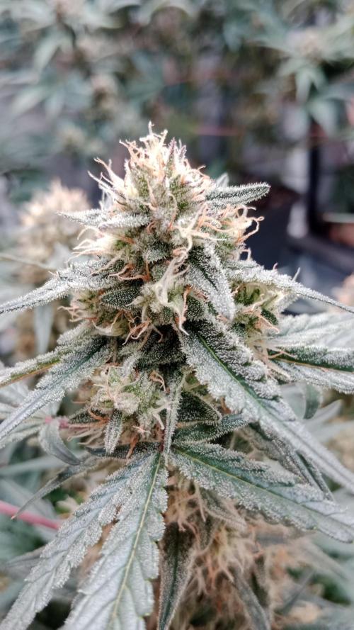 Unreleased champions mix auto fastbuds. Week 10
