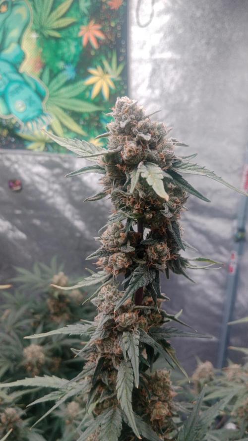 Unreleased champions mix auto fastbuds. Week 10