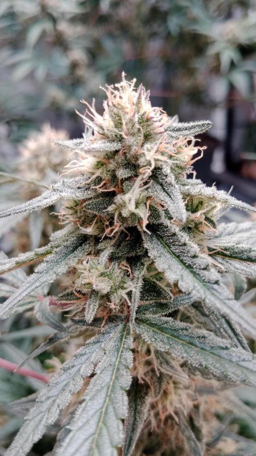 Unreleased champions mix auto fastbuds. Week 10