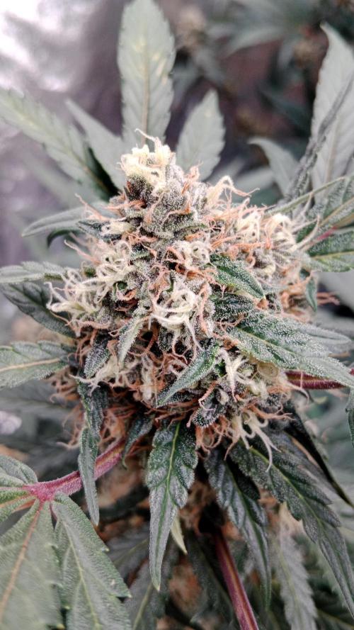 Unreleased champions mix auto fastbuds. Week 10