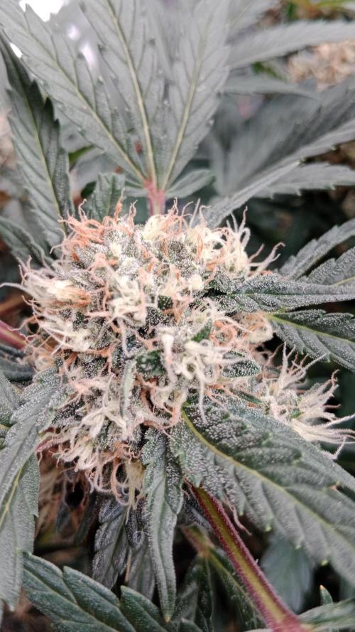 Unreleased champions mix auto fastbuds. Week 10