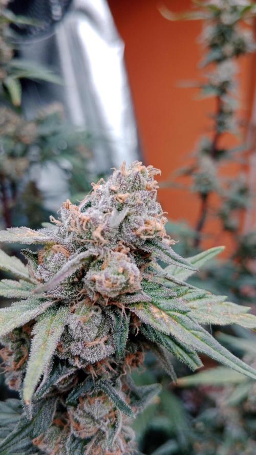 Unreleased champions mix auto fastbuds. Week 10