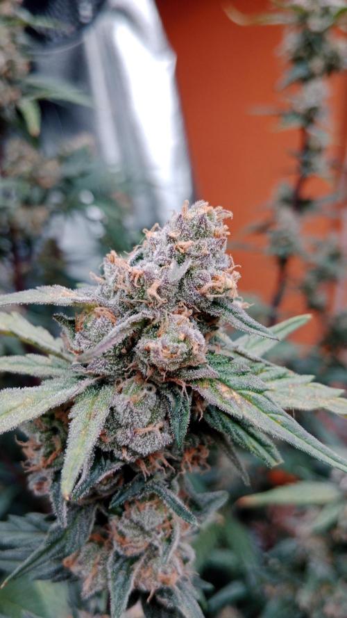 Unreleased champions mix auto fastbuds. Week 10