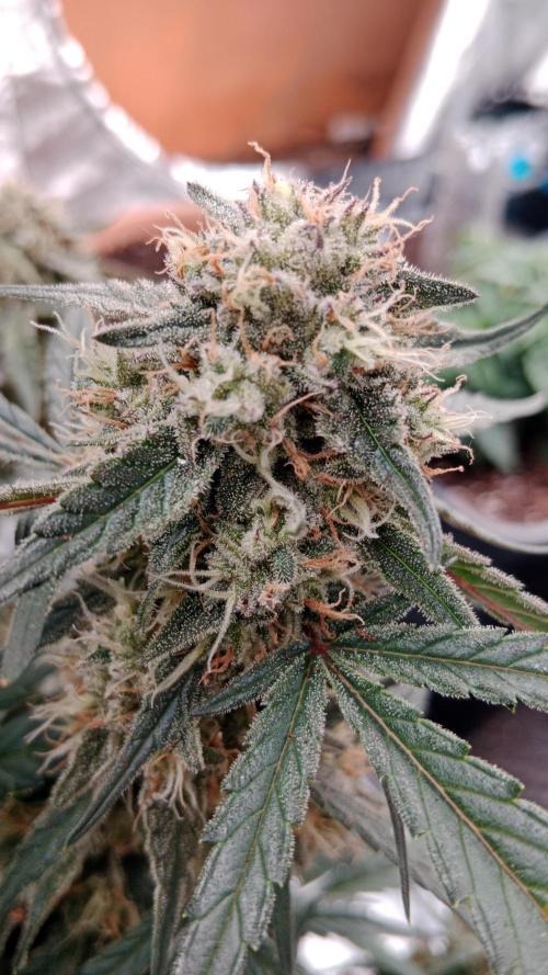Unreleased champions mix auto fastbuds. Week 10