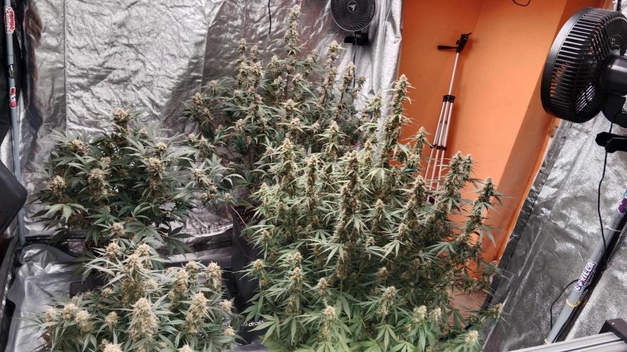 Unreleased champions mix auto fastbuds. Week 10