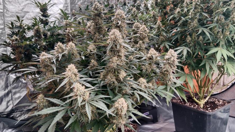 Unreleased champions mix auto fastbuds. Week 10