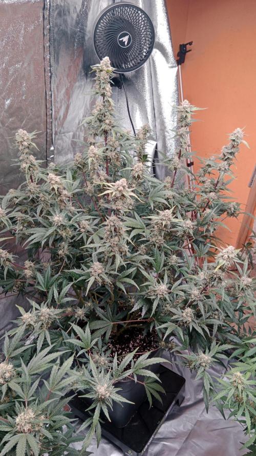 Unreleased champions mix auto fastbuds. Week 10