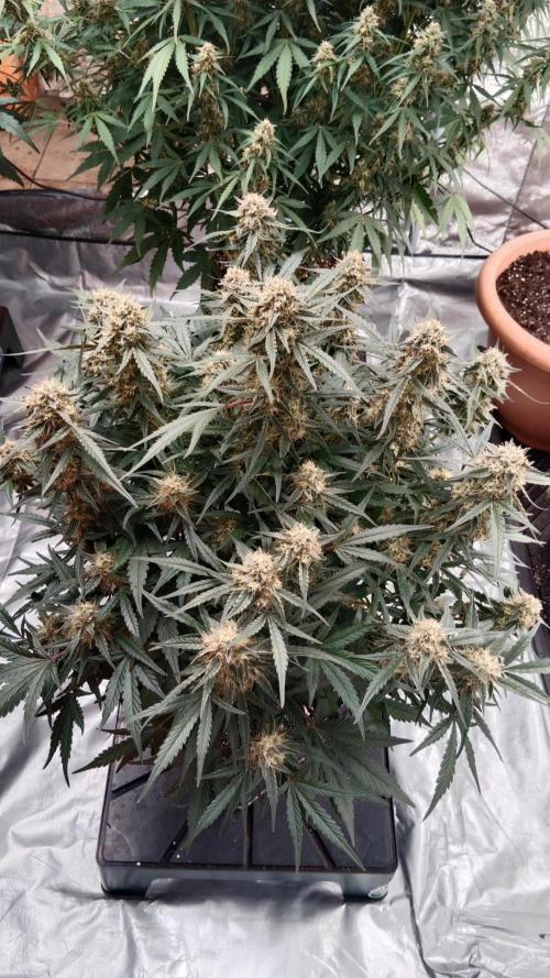 Unreleased champions mix auto fastbuds. Week 10