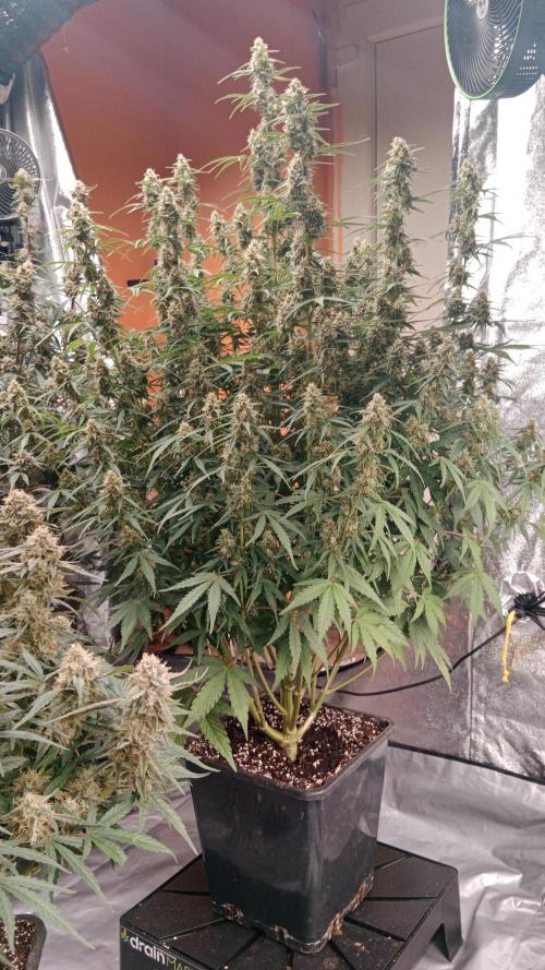 Unreleased champions mix auto fastbuds. Week 10