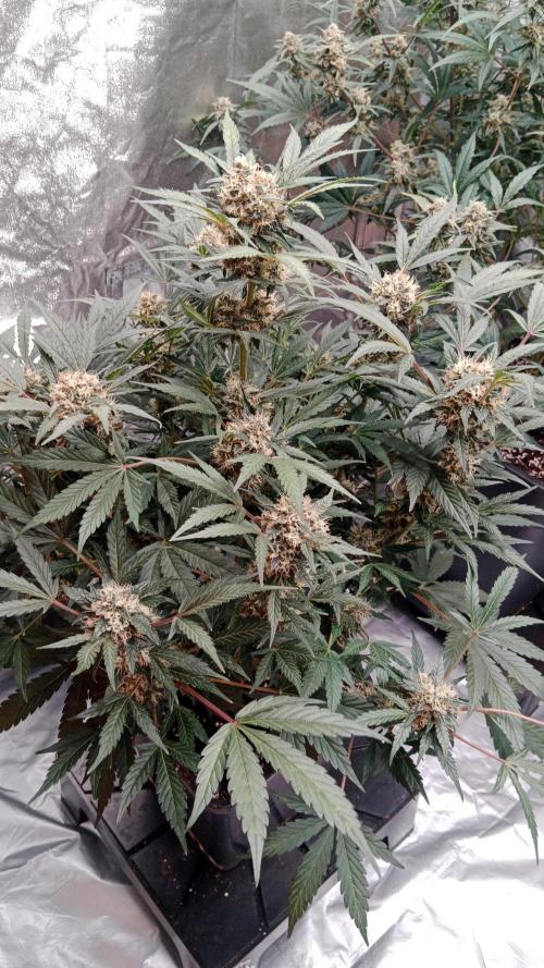 Unreleased champions mix auto fastbuds. Week 10