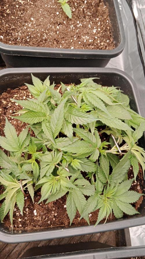 Barney's farm. Week 6