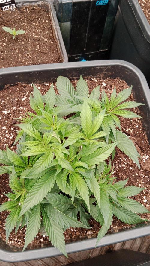 Barney's farm. Week 6