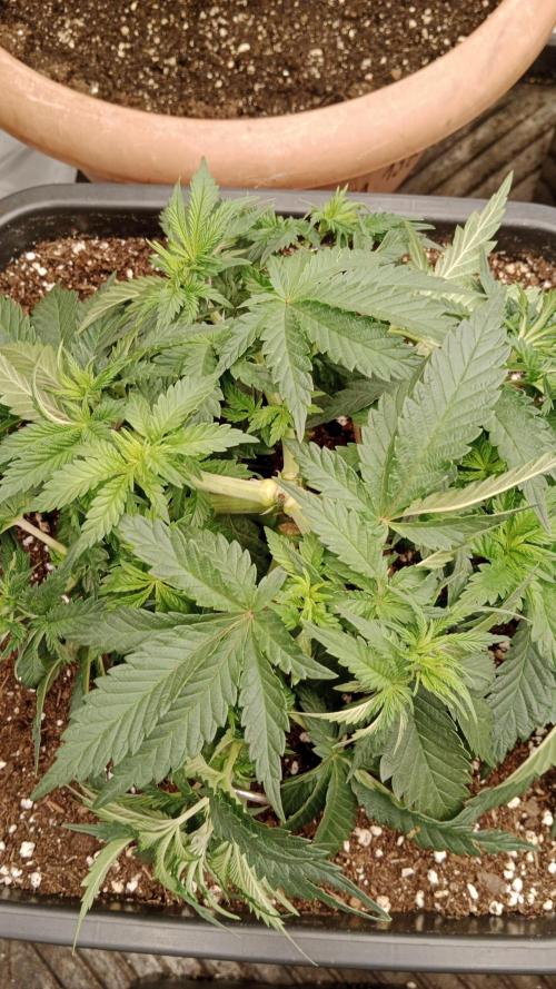 Barney's farm. Week 6