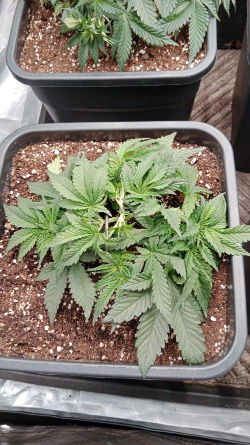 Barney's farm. Week 6