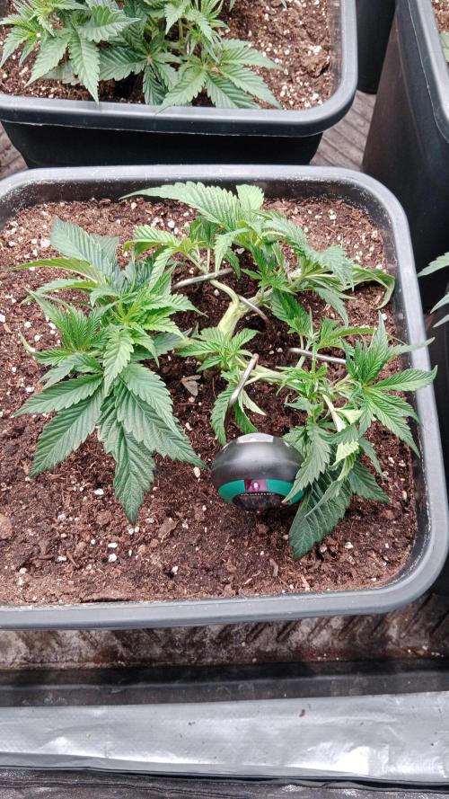 Barney's farm. Week 6