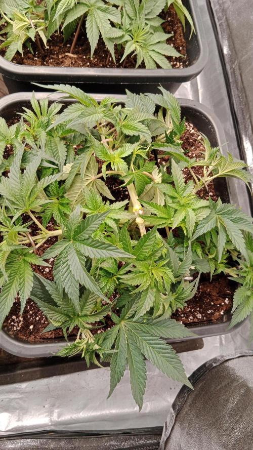 Barney's farm. Week 6