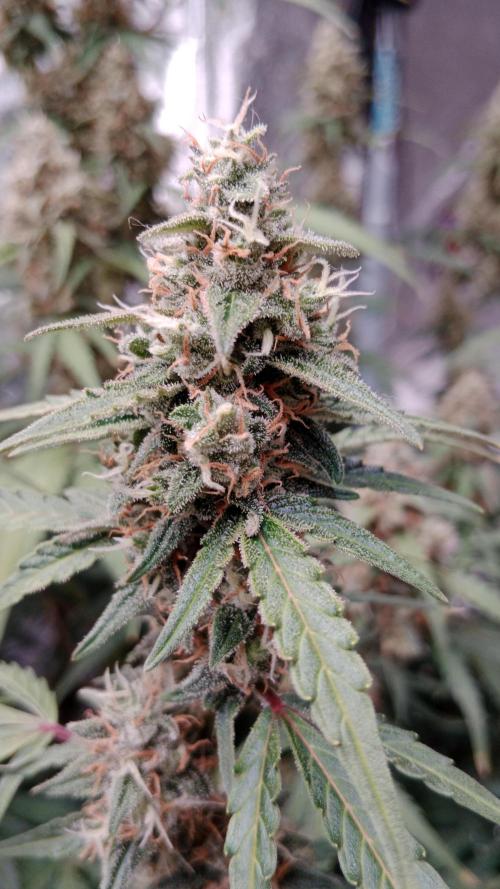 Unreleased champions mix auto fastbuds. Week 11