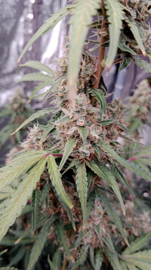 Unreleased champions mix auto fastbuds. Week 11