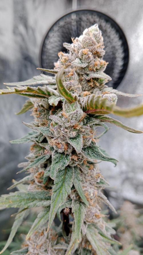Unreleased champions mix auto fastbuds. Week 11