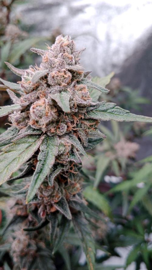 Unreleased champions mix auto fastbuds. Week 11
