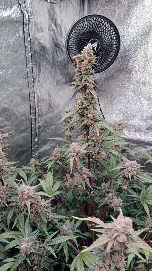 Unreleased champions mix auto fastbuds. Week 11