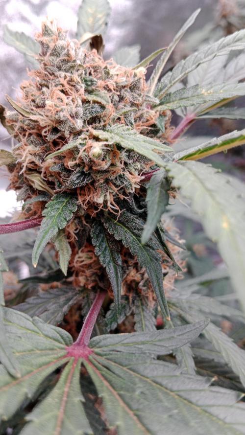 Unreleased champions mix auto fastbuds. Week 11