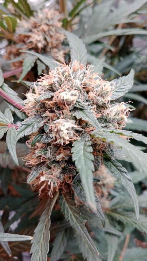 Unreleased champions mix auto fastbuds. Week 11