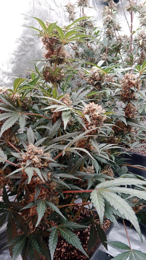 Unreleased champions mix auto fastbuds. Week 11