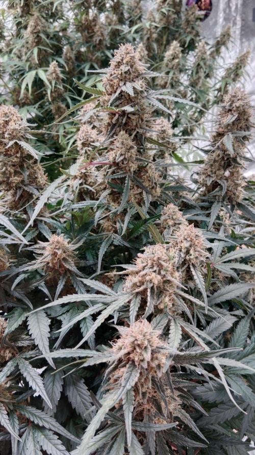 Unreleased champions mix auto fastbuds. Week 11