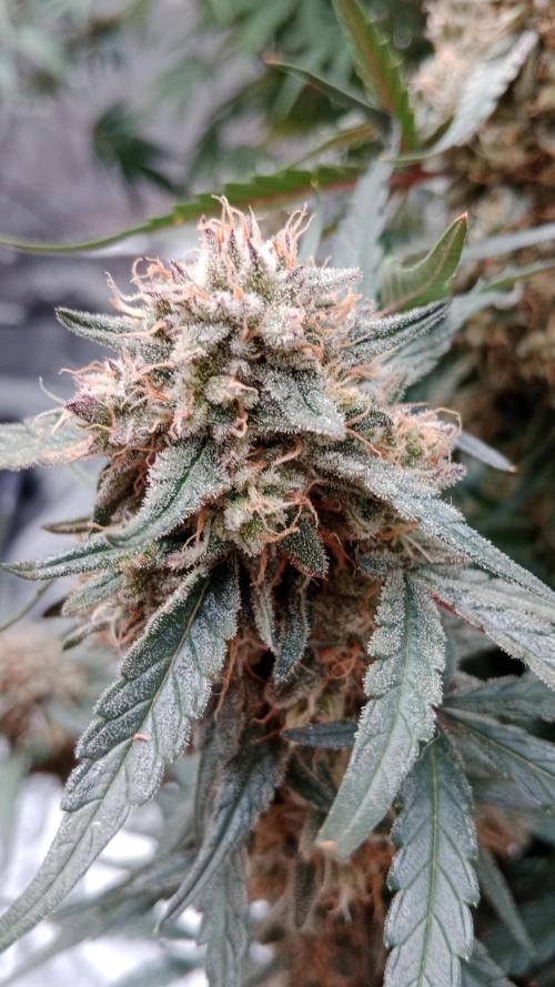 Unreleased champions mix auto fastbuds. Week 11