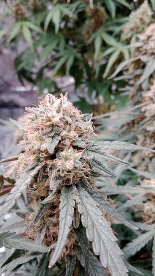 Unreleased champions mix auto fastbuds. Week 11