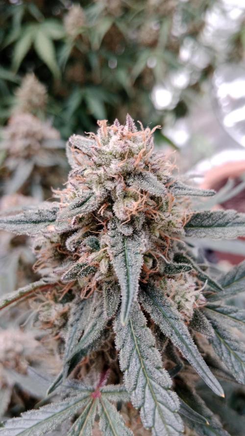 Unreleased champions mix auto fastbuds. Week 11