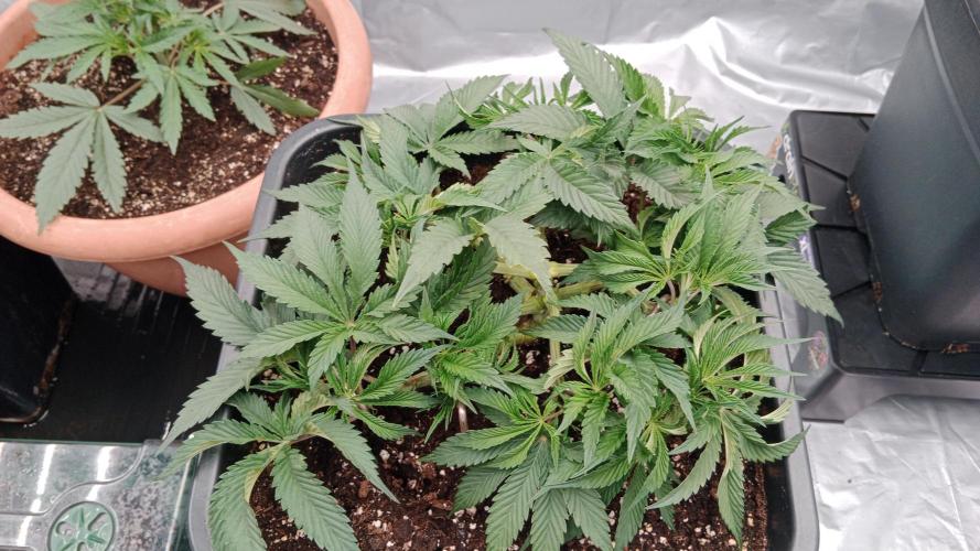 Barney's farm. Week 7