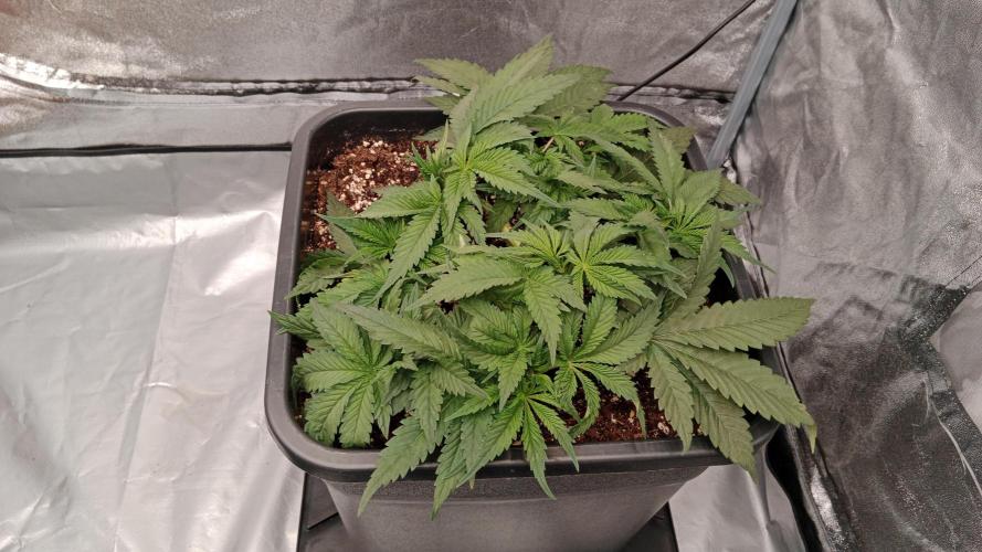 Barney's farm. Week 7