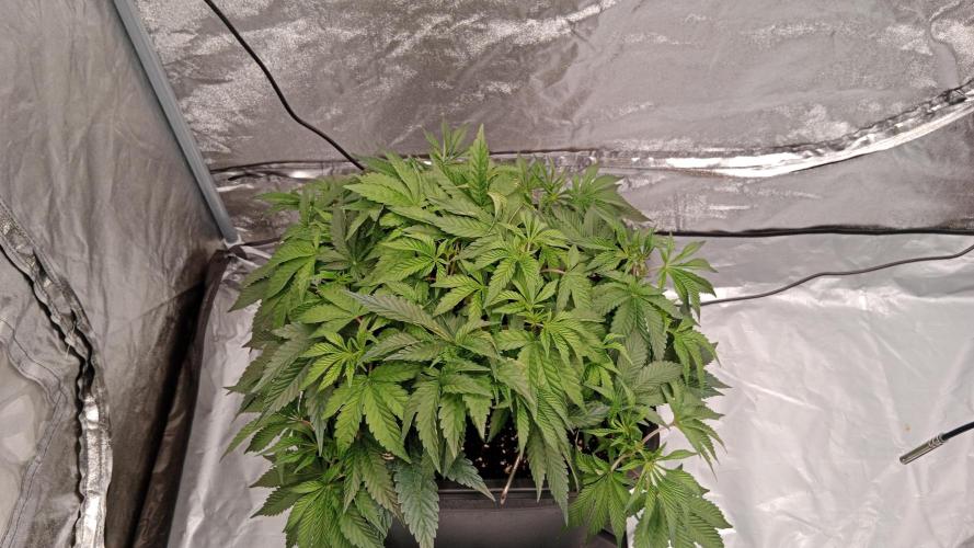 Barney's farm. Week 7