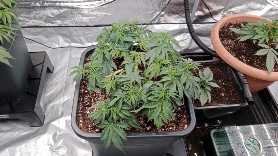 Barney's farm. Week 7