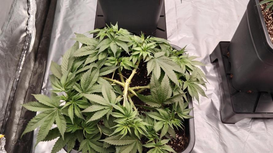 Barney's farm. Week 7