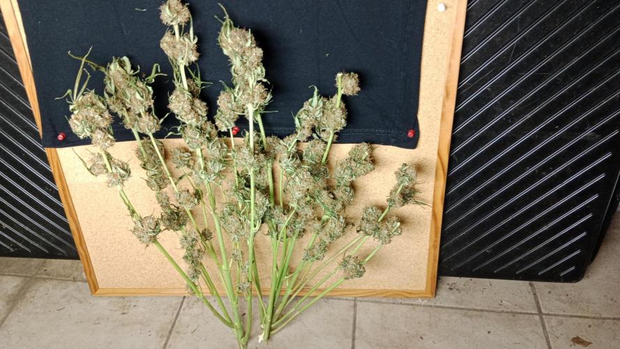 Unreleased champions mix auto fastbuds. Week 12