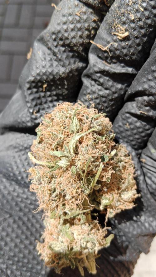 Unreleased champions mix auto fastbuds. Week 12