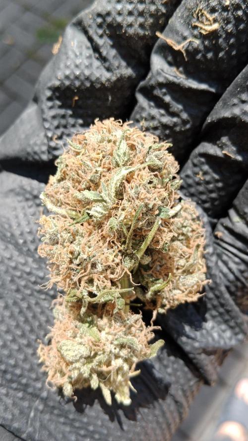 Unreleased champions mix auto fastbuds. Week 12