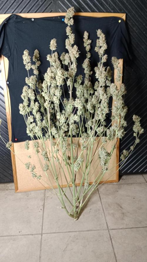 Unreleased champions mix auto fastbuds. Week 13