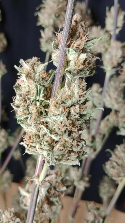 Unreleased champions mix auto fastbuds. Week 13