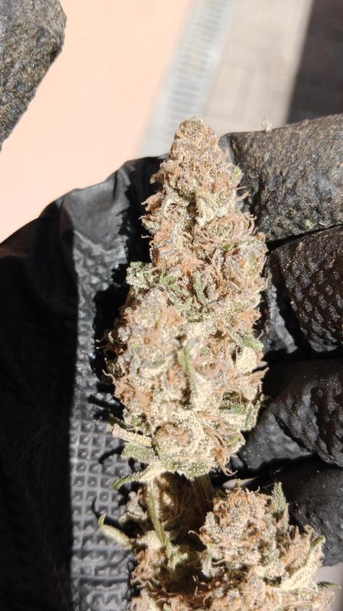 Unreleased champions mix auto fastbuds. Week 13
