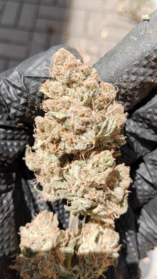 Unreleased champions mix auto fastbuds. Week 13