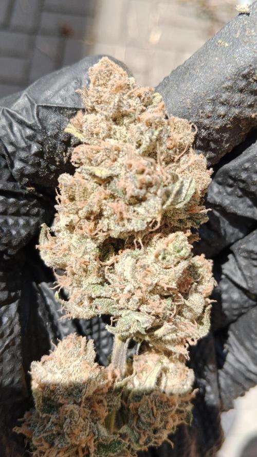 Unreleased champions mix auto fastbuds. Week 13
