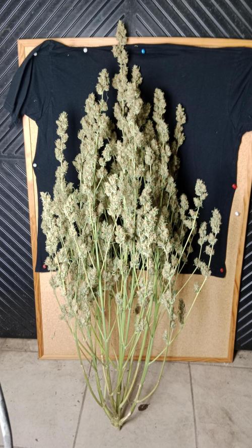 Unreleased champions mix auto fastbuds. Week 14